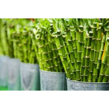 Perfect Bamboo Plant